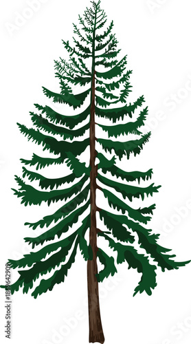 Mature spruce tree isolated on white background