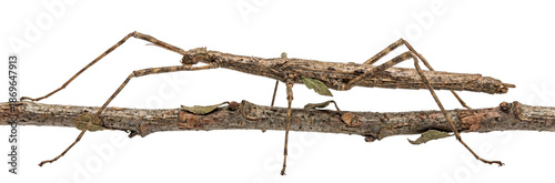 Tableau sur toile Stick insect camouflaged on a thin branch