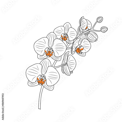 Beautiful vertical branch of a white orchid with flowers and buds. Vector illustration