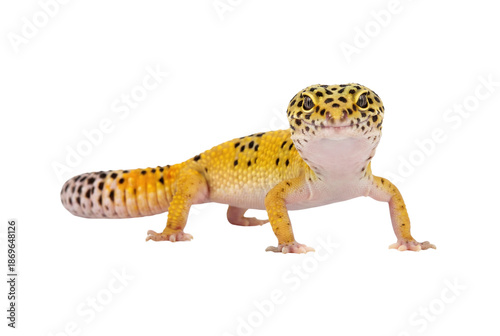 Photos Leopard gecko lizard standing on grey background