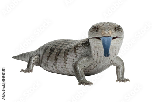 Tableau sur toile Blue tongued skink lizard showing its tongue