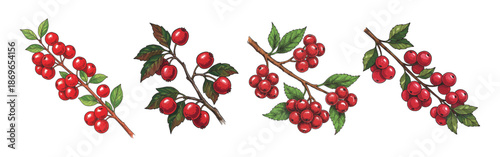 hawthorn branches with red berries set