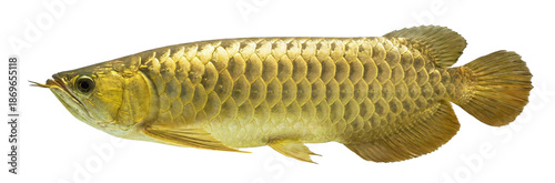 Photography Golden arowana fish swimming on gray background
