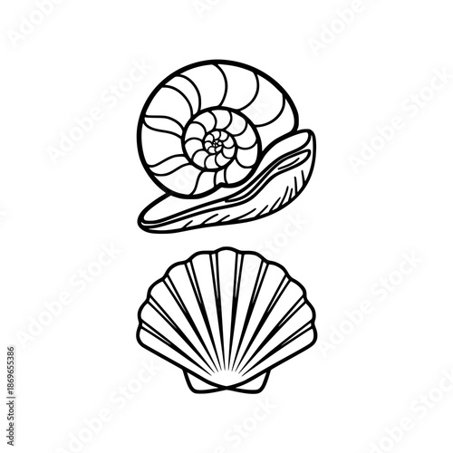 Detailed illustrations of seashells for coastal designs