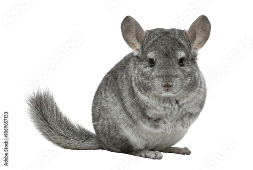 Bild auf Leinwand Grey chinchilla sitting on a gray background