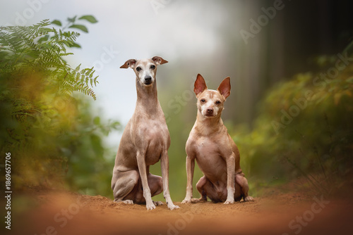 Schilderij op canvas An Italian Greyhound and a Toy terrier are sitting next to each other