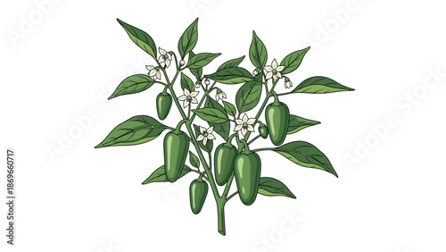 Vibrant pepper plant illustration featuring an abundance of lush green leaves, numerous green chili peppers, and delicate white blossoms.