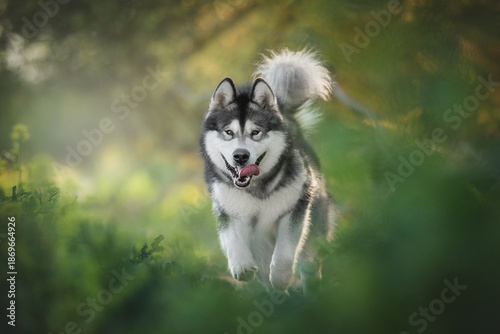 Obraz na plátně An Alaskan Malamute dog runs directly toward the viewer