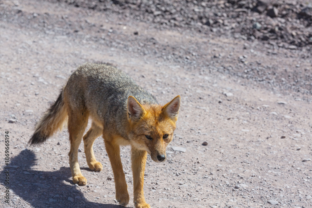 Naklejka premium Fox in Patagonia