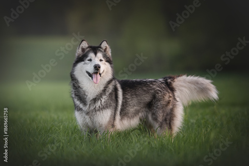 Foto An Alaskan Malamute dog stands on green grass in a field, looking towards the camera
