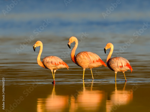 Three Chilean Flamingos Wading in Shallow Water at Sunrise
