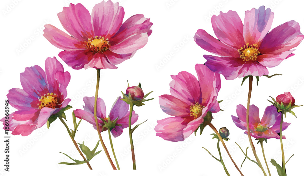 Obraz premium pink flowers isolated on white