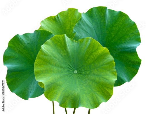 Lush Green Lotus Leaves - A Symbol of Purity and Growth.