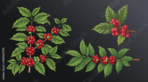 coffee plant and coffee fruit illustration design template