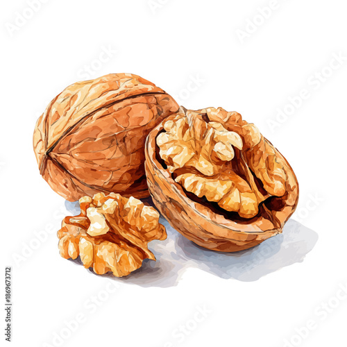 A watercolor painting of Walnut Slices, vector illustration on white background.