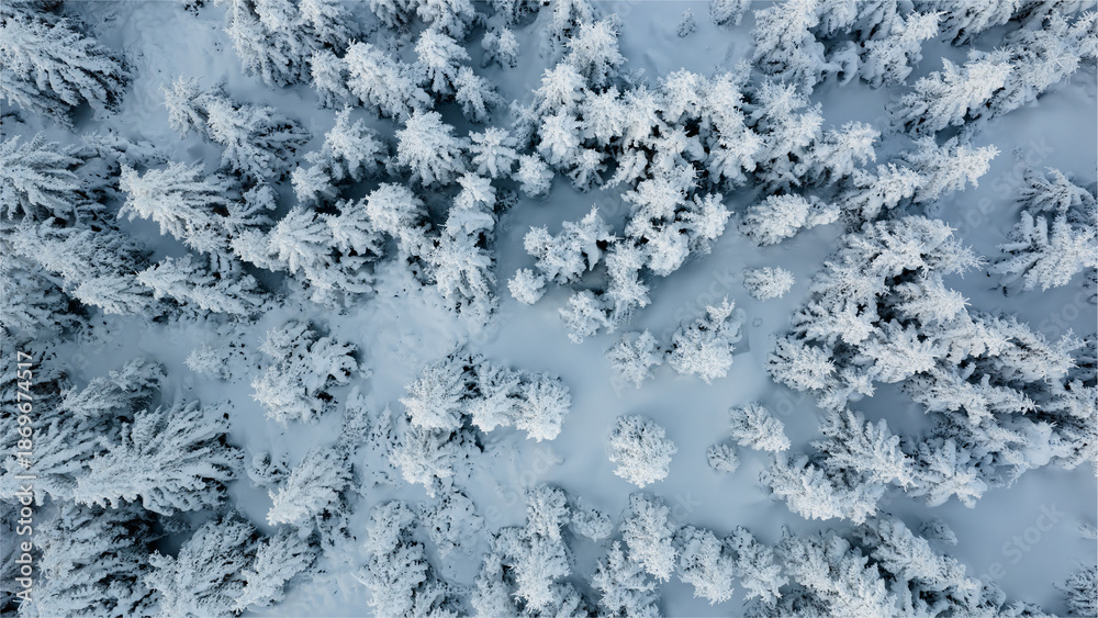 Fototapeta premium Beautiful Winter Forest Mountain Scenery with Snowy Trees , Top Down View