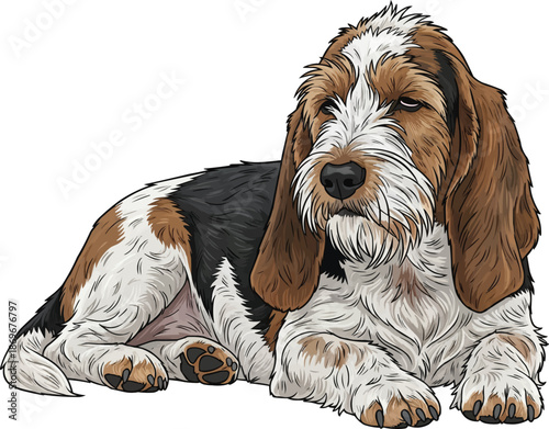 Petit basset griffon vendeen dog lying down relaxed resting pose