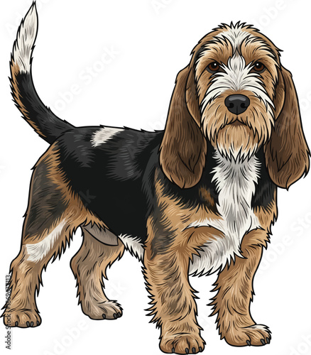 Petit basset griffon vendeen dog standing alert focused facing front