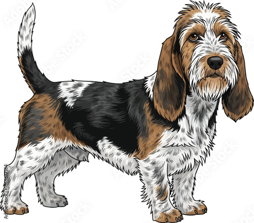 Petit basset griffon vendeen dog standing side profile view pose