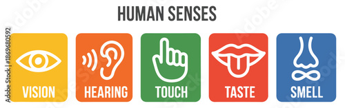 five senses icon set vector
