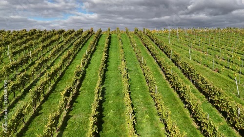 Weinberge bei Klein-Umstadt