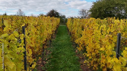 Weinberge bei Klein-Umstadt