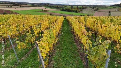 Weinberge bei Klein-Umstadt