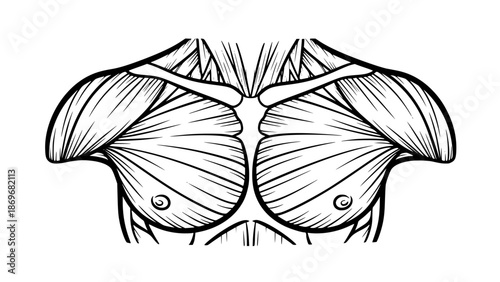 Flat vector illustration of male chest muscles isolated, gym anatomy style, fitness training illustration, clean lines, modern workout vector, educational sports graphic