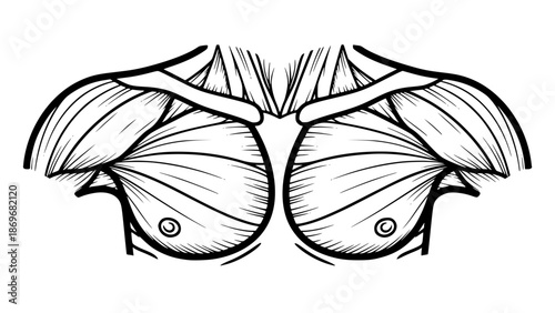 Flat vector illustration of male chest muscles isolated, gym anatomy style, fitness training illustration, clean lines, modern workout vector, educational sports graphic