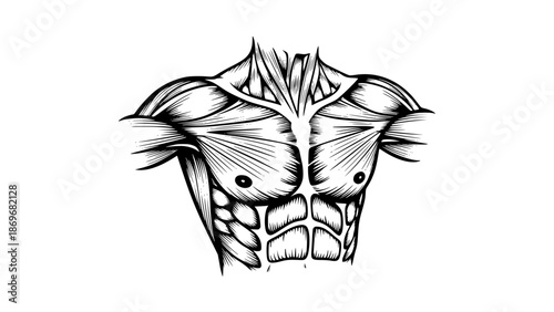 Flat vector illustration of male chest muscles isolated, gym anatomy style, fitness training illustration, clean lines, modern workout vector, educational sports graphic