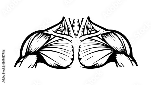 Flat vector illustration of human shoulders isolated, fitness anatomy design, gym training concept, clean outlines, modern sports illustration