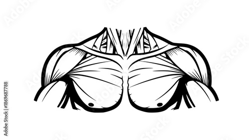 Flat vector illustration of human shoulders isolated, fitness anatomy design, gym training concept, clean outlines, modern sports illustration