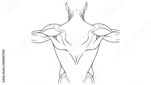 Flat vector illustration of human back muscles isolated, gym anatomy style, fitness training diagram, clean minimal vector, modern sports illustration