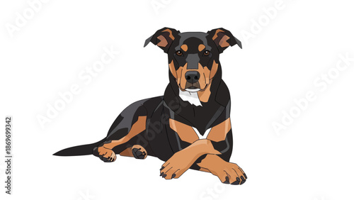 Resting Beauceron Dog Illustration