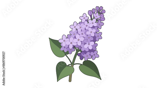 Lilac flower illustration, purple blossom branch