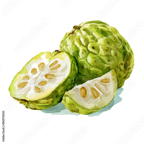 Watercolor vector illustration of Custard Apple Slices, isolated on white background.
