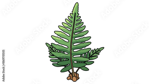 Green Fern Leaf Illustration Isolated