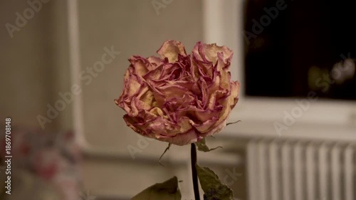 Dried flower. Rose. Interior. Changing lighting. Close-up. Decorative element. Dry plant.