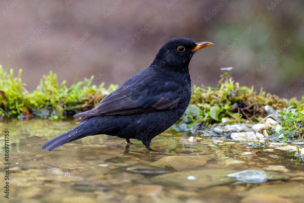 Obraz premium Amsel (Turdus merula) Männchen