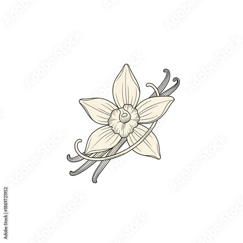Elegant hand-drawn illustration of a vanilla flower with several vanilla bean pods, botanical art.