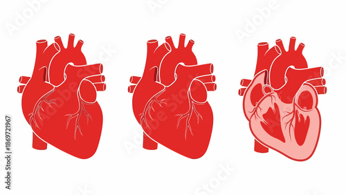 Anatomical illustrations of the human heart from various perspectives