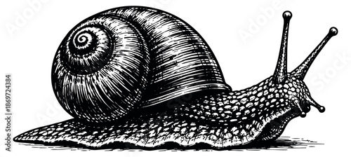 Hand drawn line art illustration of a snail depicting slow movement for garden and nature themes