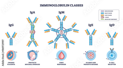 Immunoglobulin classes overview showing antibody isotypes, IgG, IgA, IgM dominate, with labeled structures and functions for immunity and B-cell roles. Outline diagram