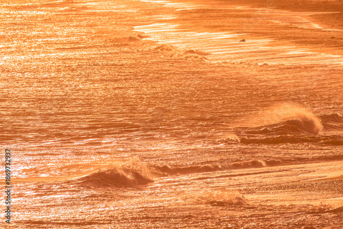 Tableau sur toile Solitary seabird over glowing Irish Sea, layered waves and golden water texture