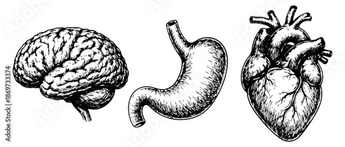 Hand drawn line art human organs set featuring a brain, stomach, and heart for medical education