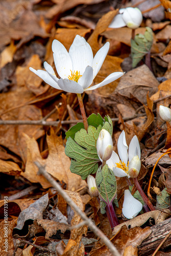 Beautiful Spring Time Blooms of a Bloodroot Flower in a Driftless Area Woodland of Southwest Wisconsin
