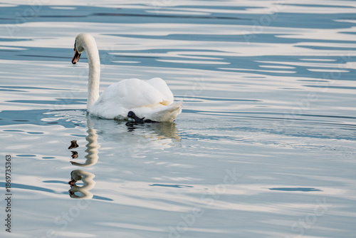 Cygne nageant dans un lac aux eaux calmes