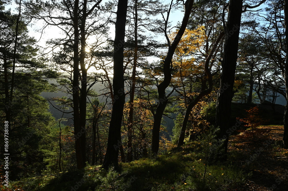 Naklejka premium Herbstwald