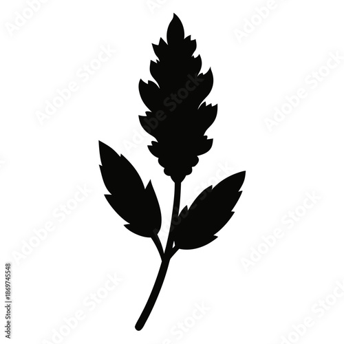 artemisia vulgaris knospen silhouette  on white background