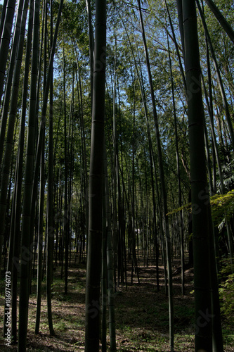 Arashiyama Bamboo Grove, Kyoto, Japan